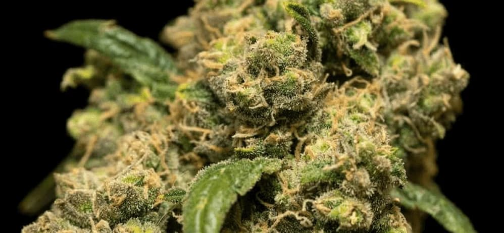 Cannabis inflorescence with bunch of trichomes on