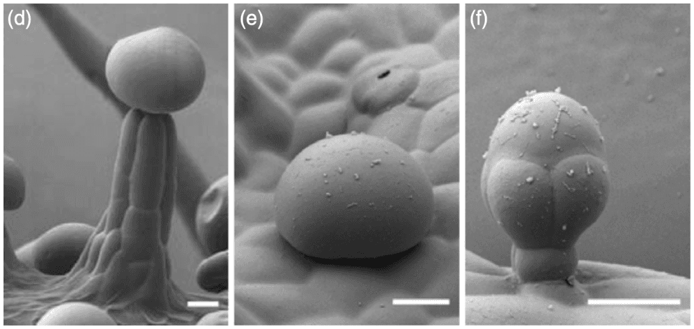 Morphology of three kinds of trichomes