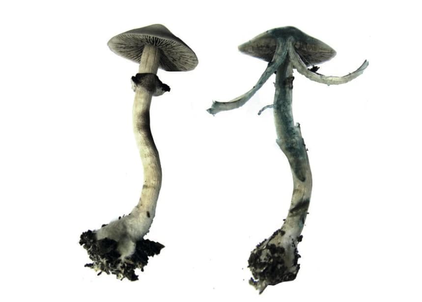 Blueing reaction of Psilocybe cubensis