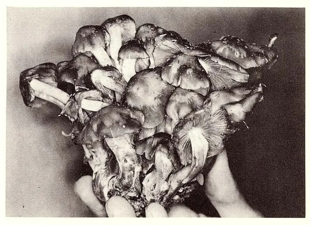 Wasson 一行人在 velada 儀式中所使用的蘑菇 *Psilocybe caerulescens* Murrill var. *mazatecorum* Heim